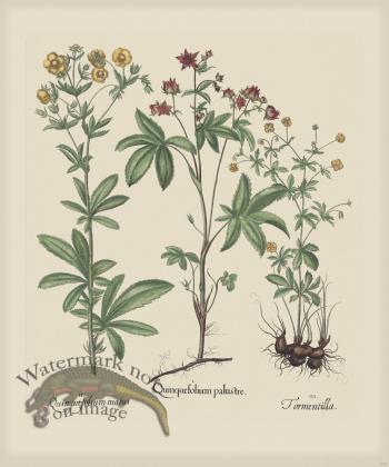 Besler 270 Colored  B2